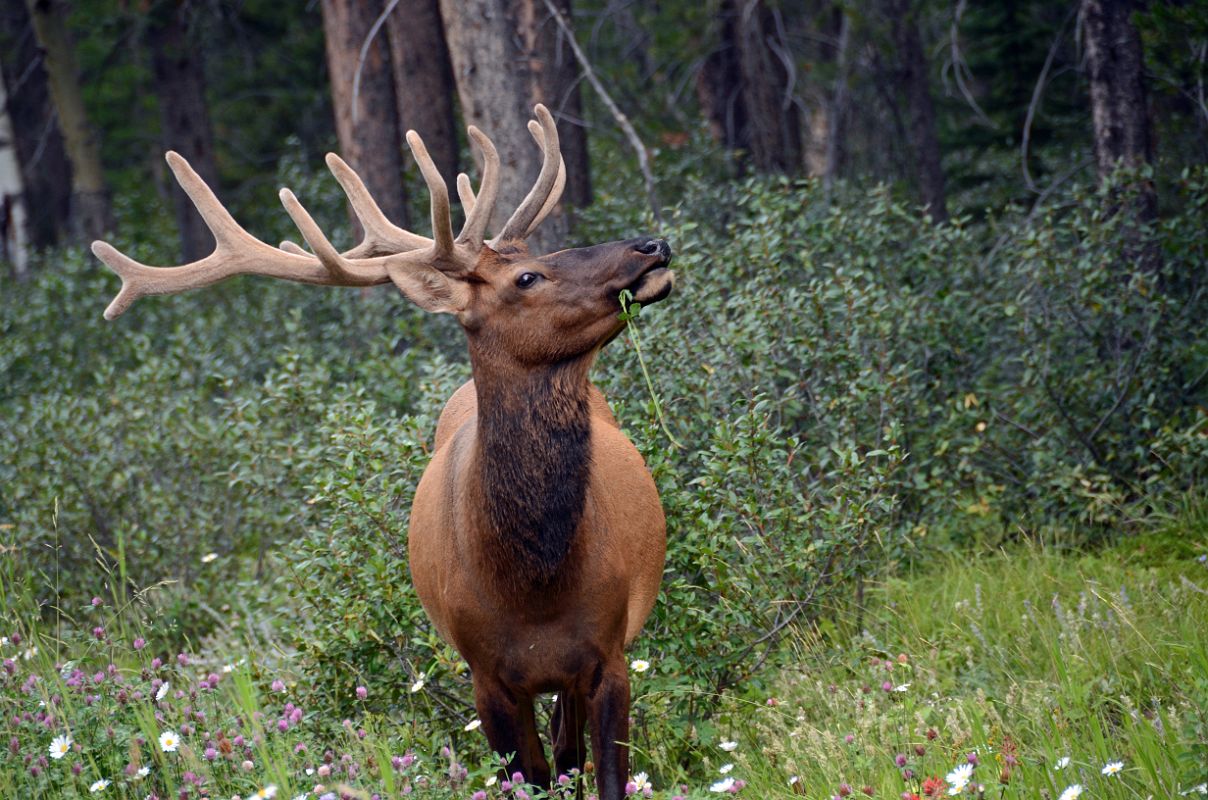 00 Elk On The Side Of The Road Near Johnston Canyon In Summer